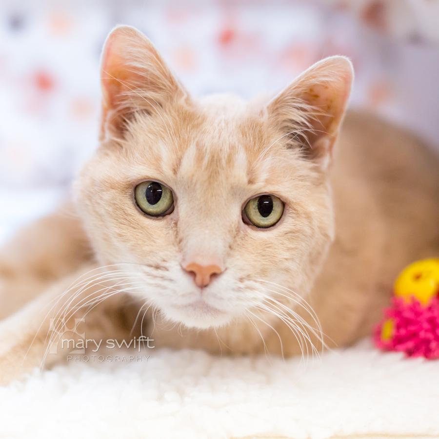 Beanie, adoptable, Senior Female Domestic Short Hair.