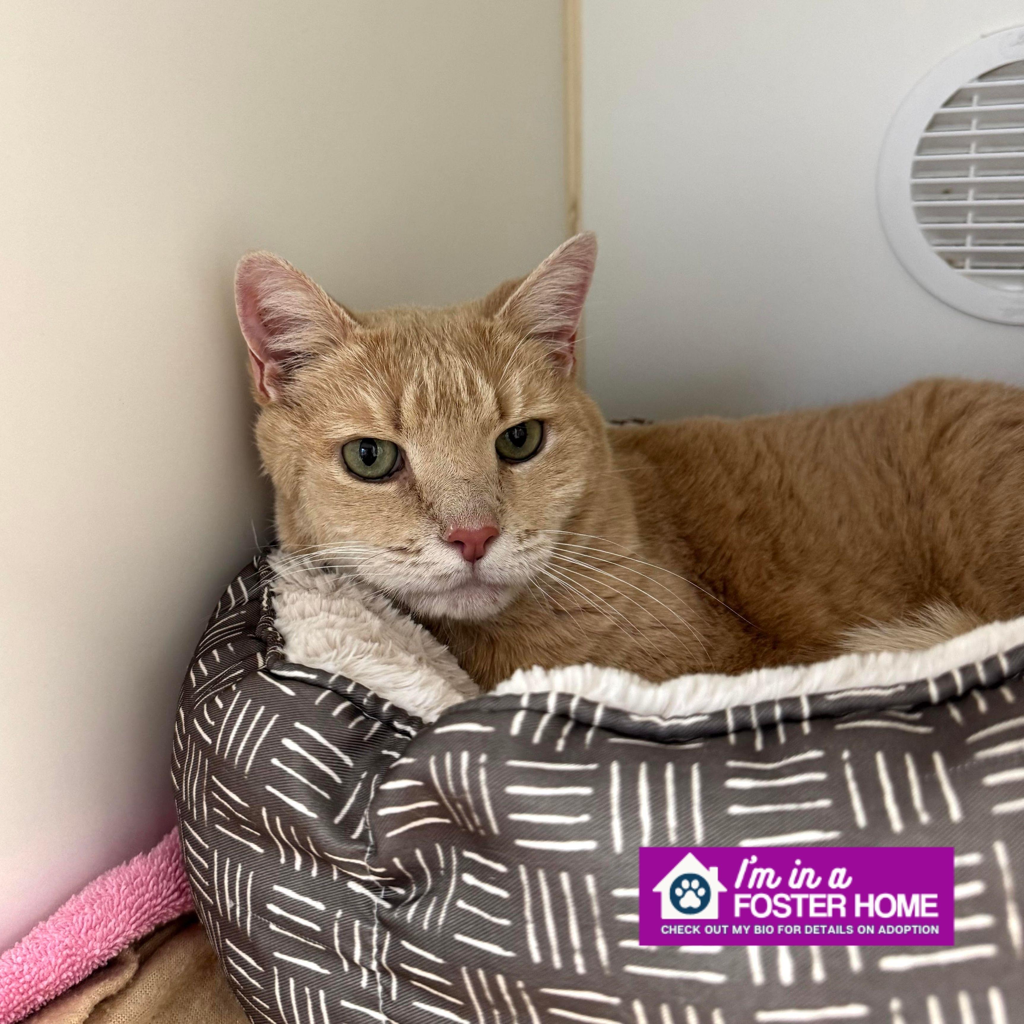 Beanie, adoptable, Senior Female Domestic Short Hair.