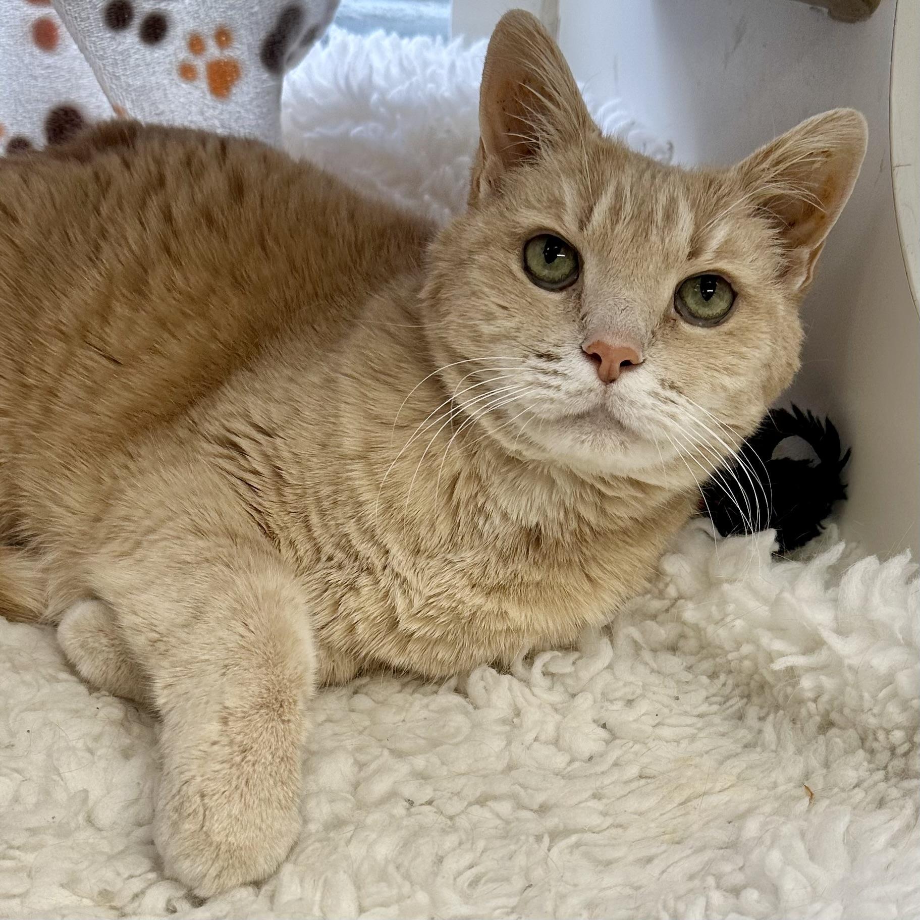 Enlarge Beanie, an adoptable Domestic Short Hair in Reisterstown, MD image 1/1