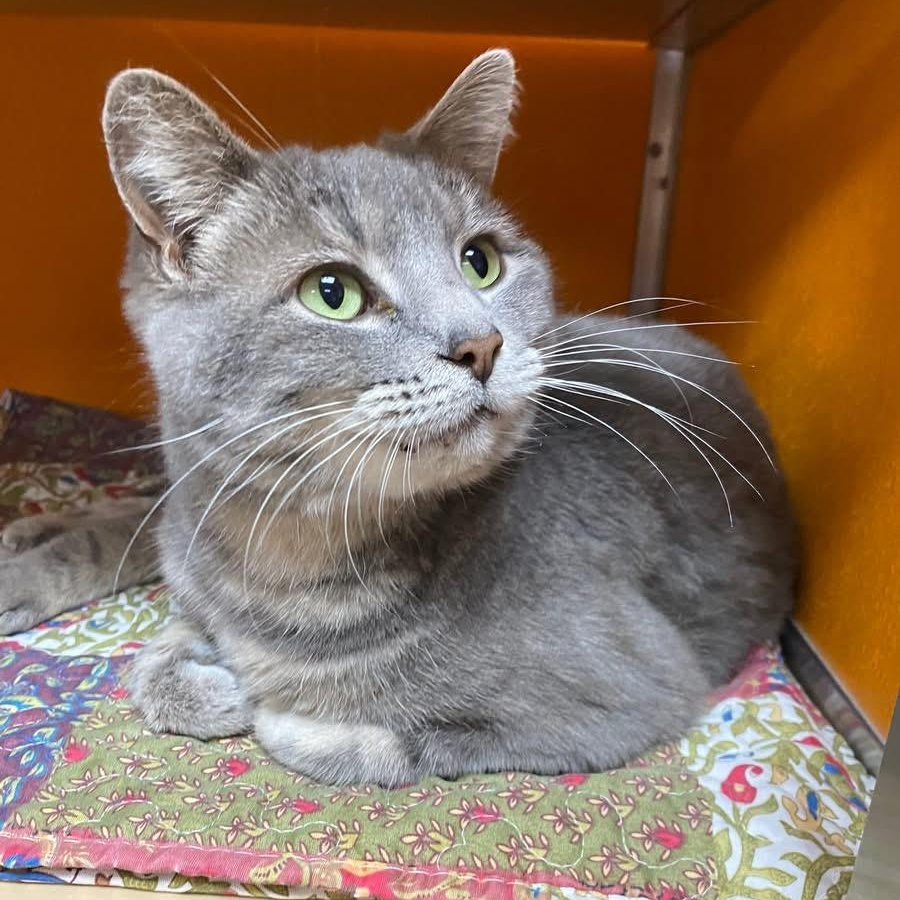 Gracie, Adoptable, Adult Female Domestic Short Hair.