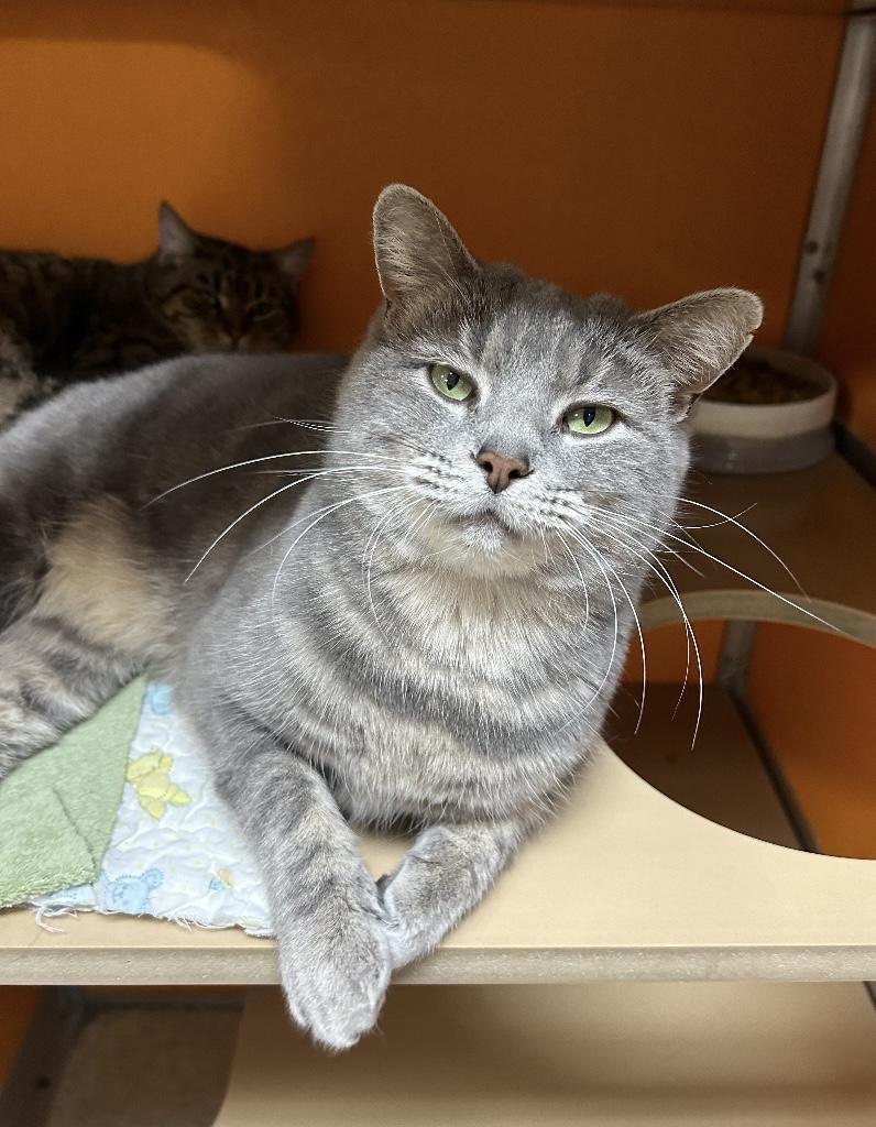 Enlarge Gracie, a Adoptable Domestic Short Hair in Elyria, OH image 2/2