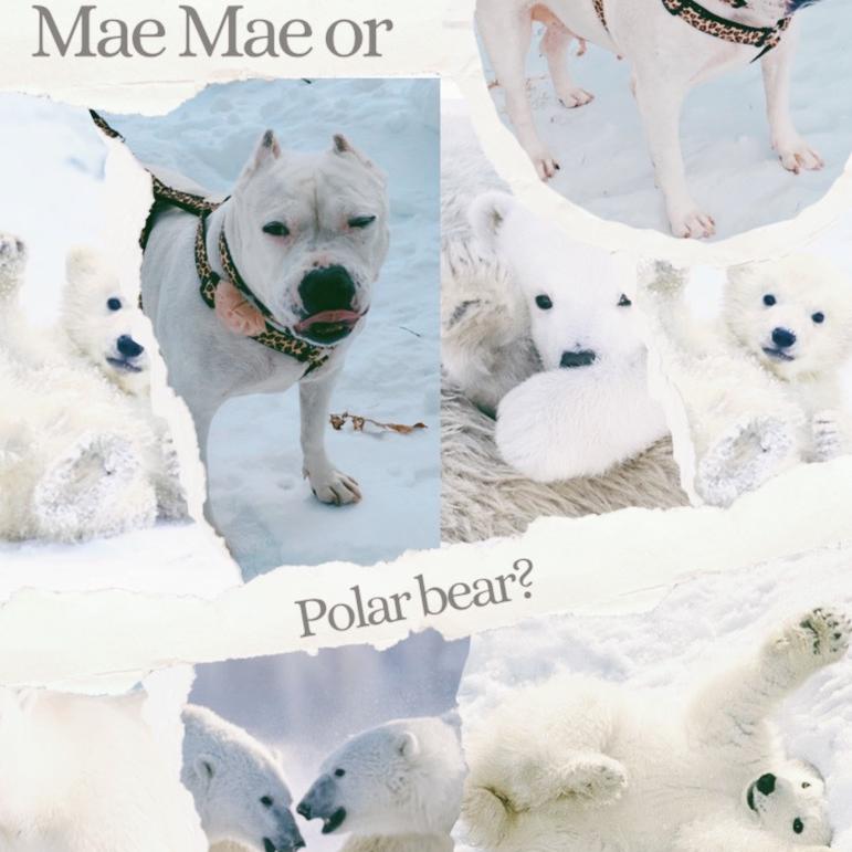 Enlarge Maisie, a Adoptable Mixed Breed in Philadelphia, PA image 1/6