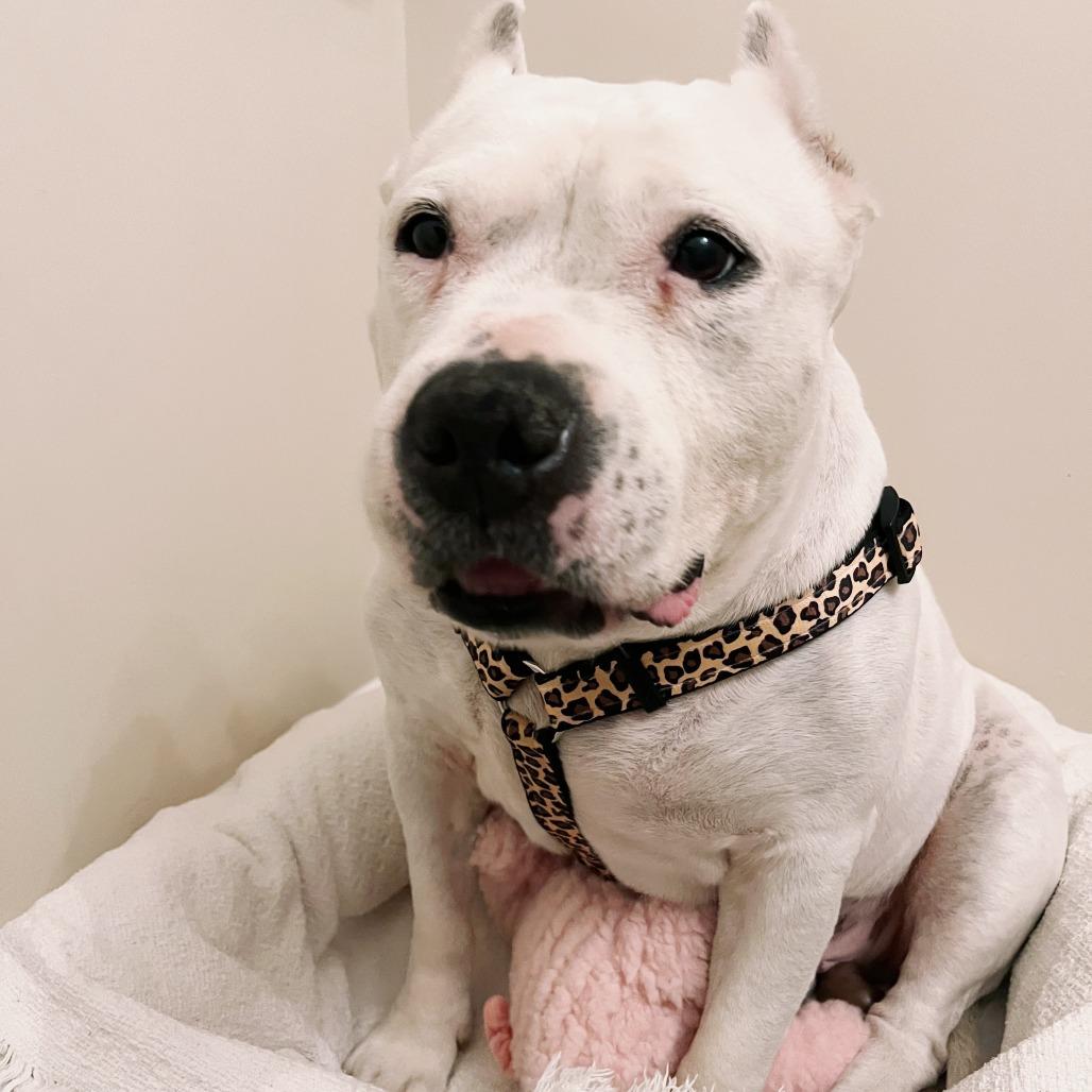 Enlarge Maisie, a Adoptable Mixed Breed in Philadelphia, PA image 2/6