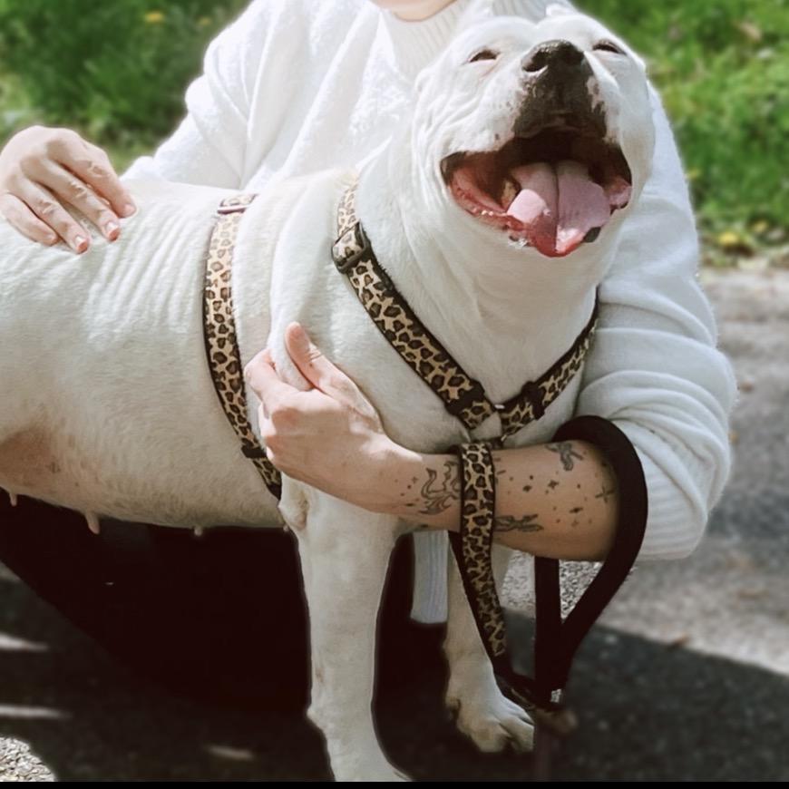 Maisie, Adoptable, Adult Female Mixed Breed.