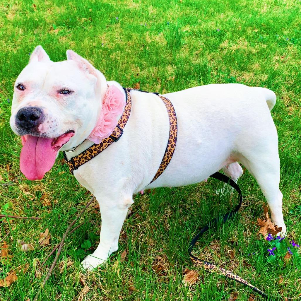 Enlarge Maisie, a Adoptable Mixed Breed in Philadelphia, PA image 2/6