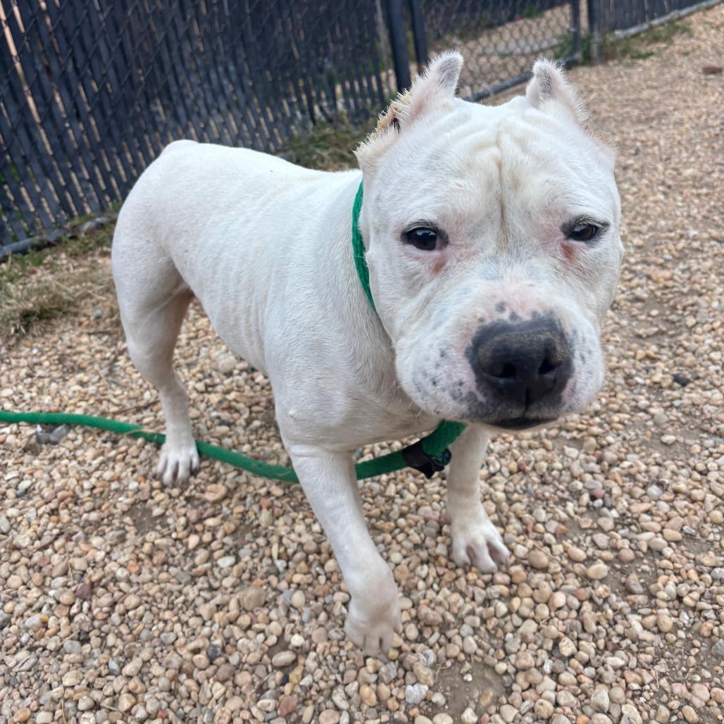 Enlarge Maisie, a Adoptable Mixed Breed in Philadelphia, PA image 3/6