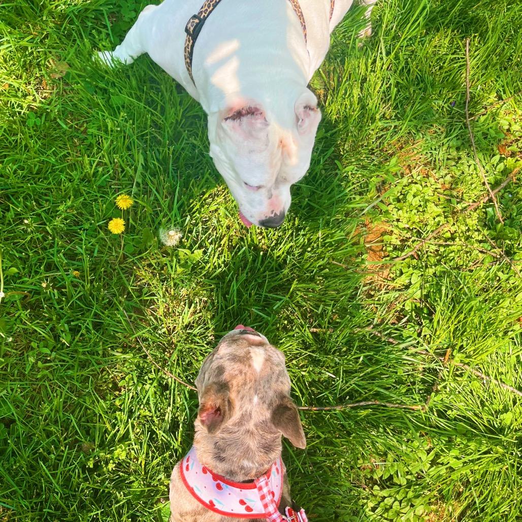 Enlarge Maisie, a Adoptable Mixed Breed in Philadelphia, PA image 3/6