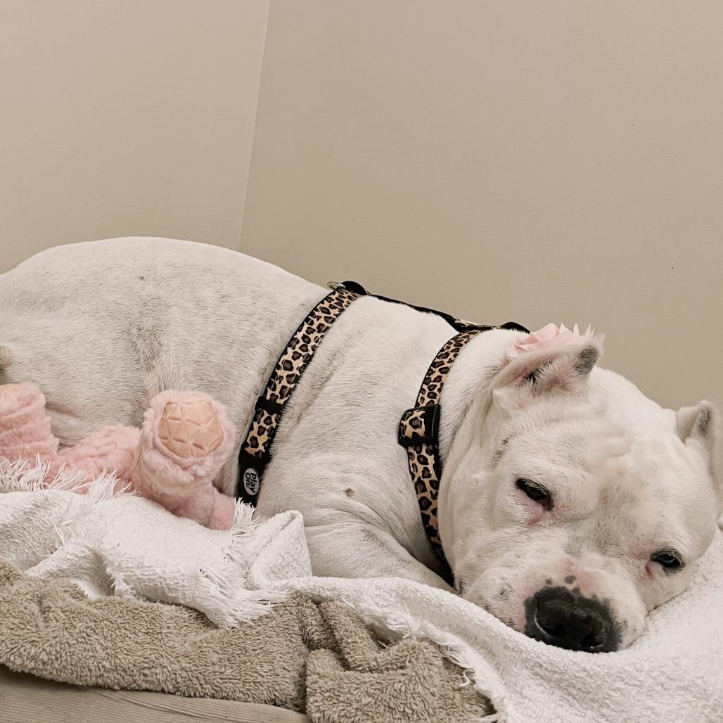 Enlarge Maisie, a Adoptable Mixed Breed in Philadelphia, PA image 4/6