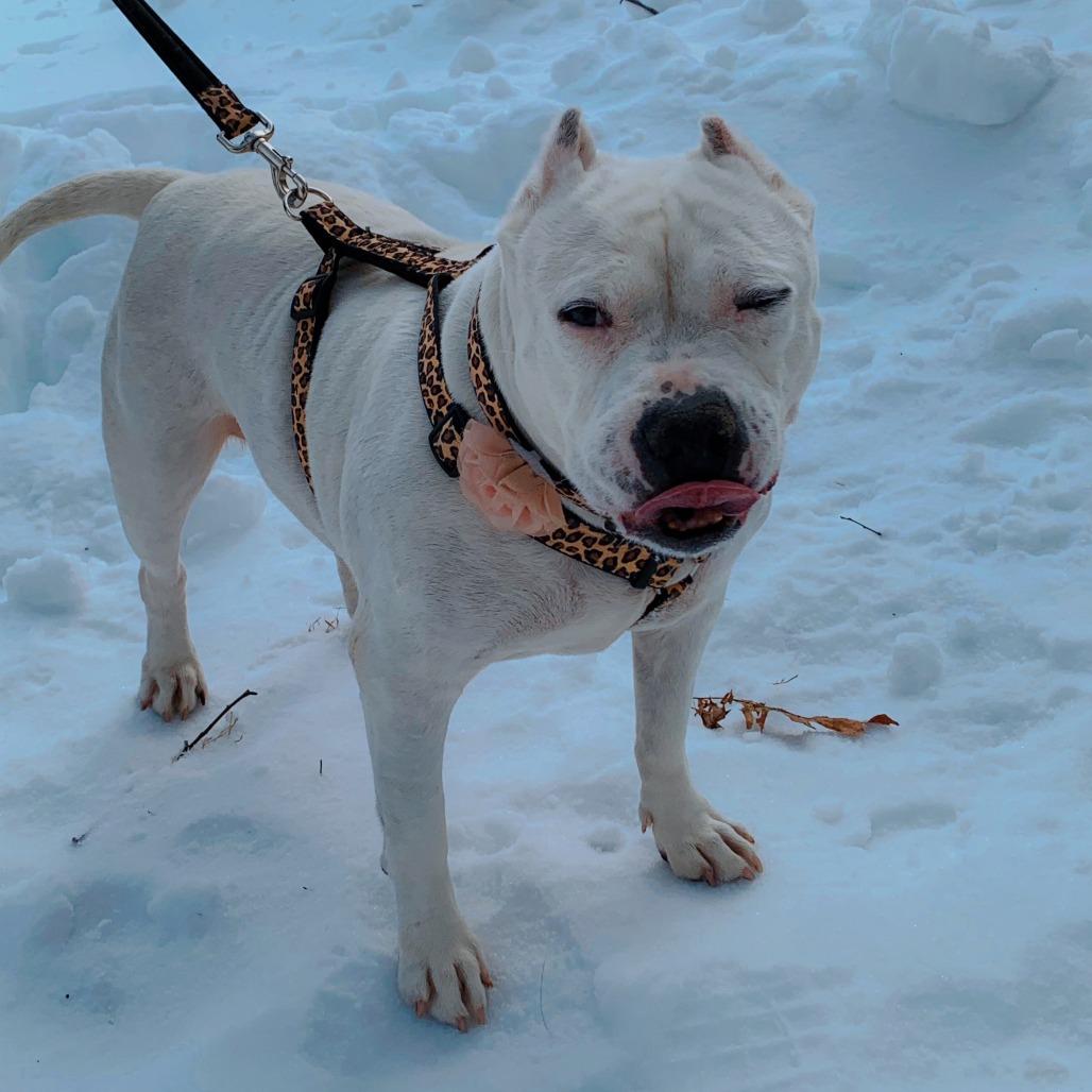 Enlarge Maisie, a Adoptable Mixed Breed in Philadelphia, PA image 5/6