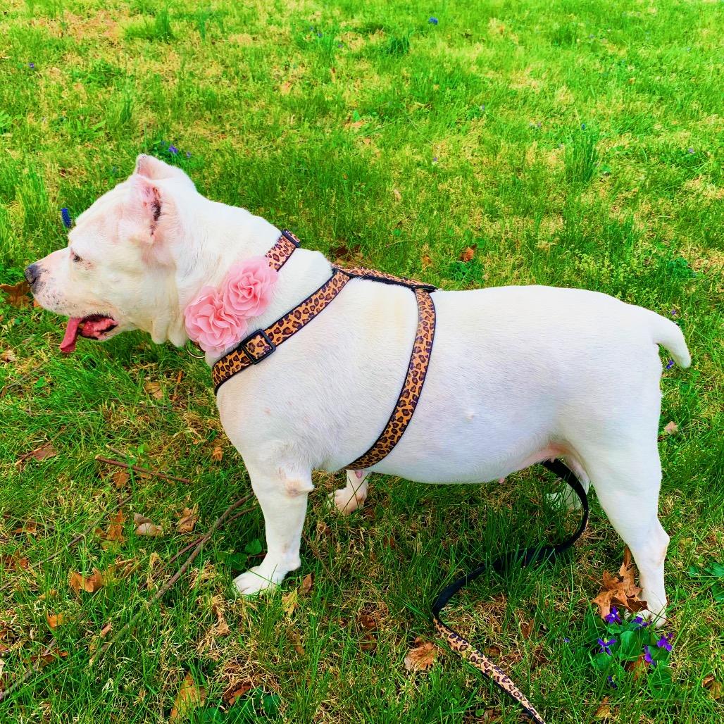 Enlarge Maisie, a Adoptable Mixed Breed in Philadelphia, PA image 4/6