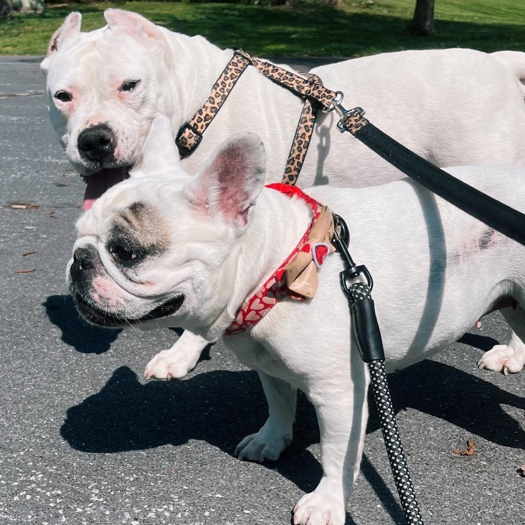 Enlarge Maisie, a Adoptable Mixed Breed in Philadelphia, PA image 5/6