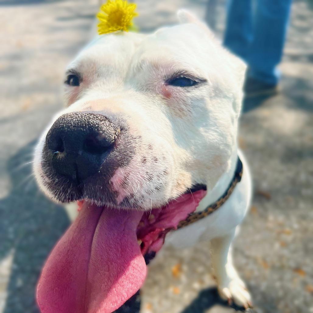 Enlarge Maisie, a Adoptable Mixed Breed in Philadelphia, PA image 6/6