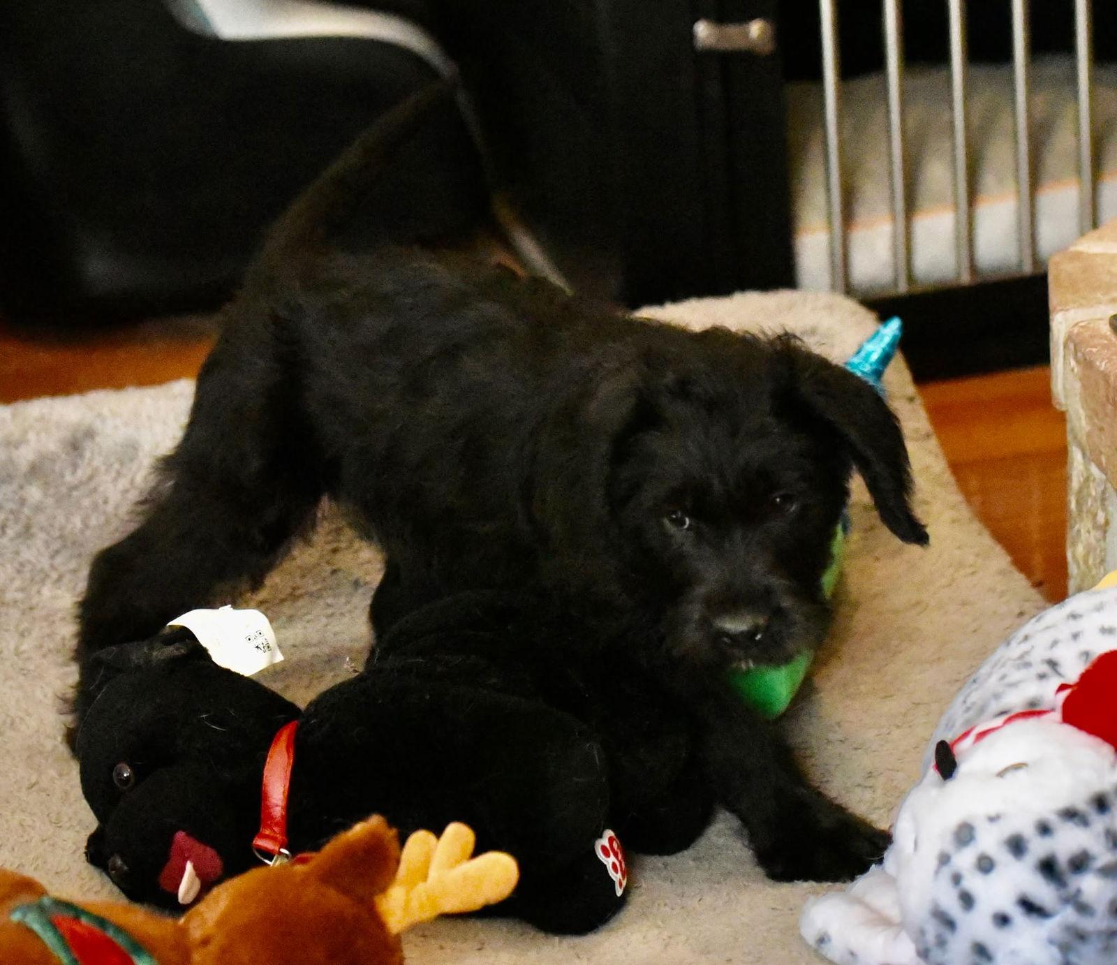 Callan, Adoptable, Puppy Male Labrador Retriever & Poodle.