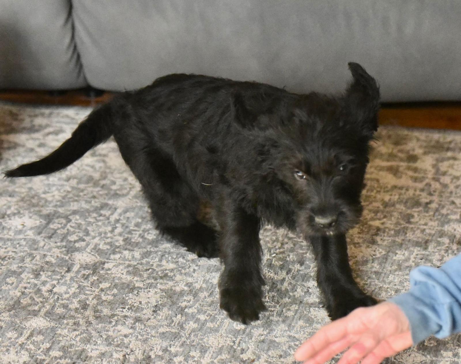 Enlarge Callan, a Adoptable mixed breed in Mechanicsburg, PA image 2/3