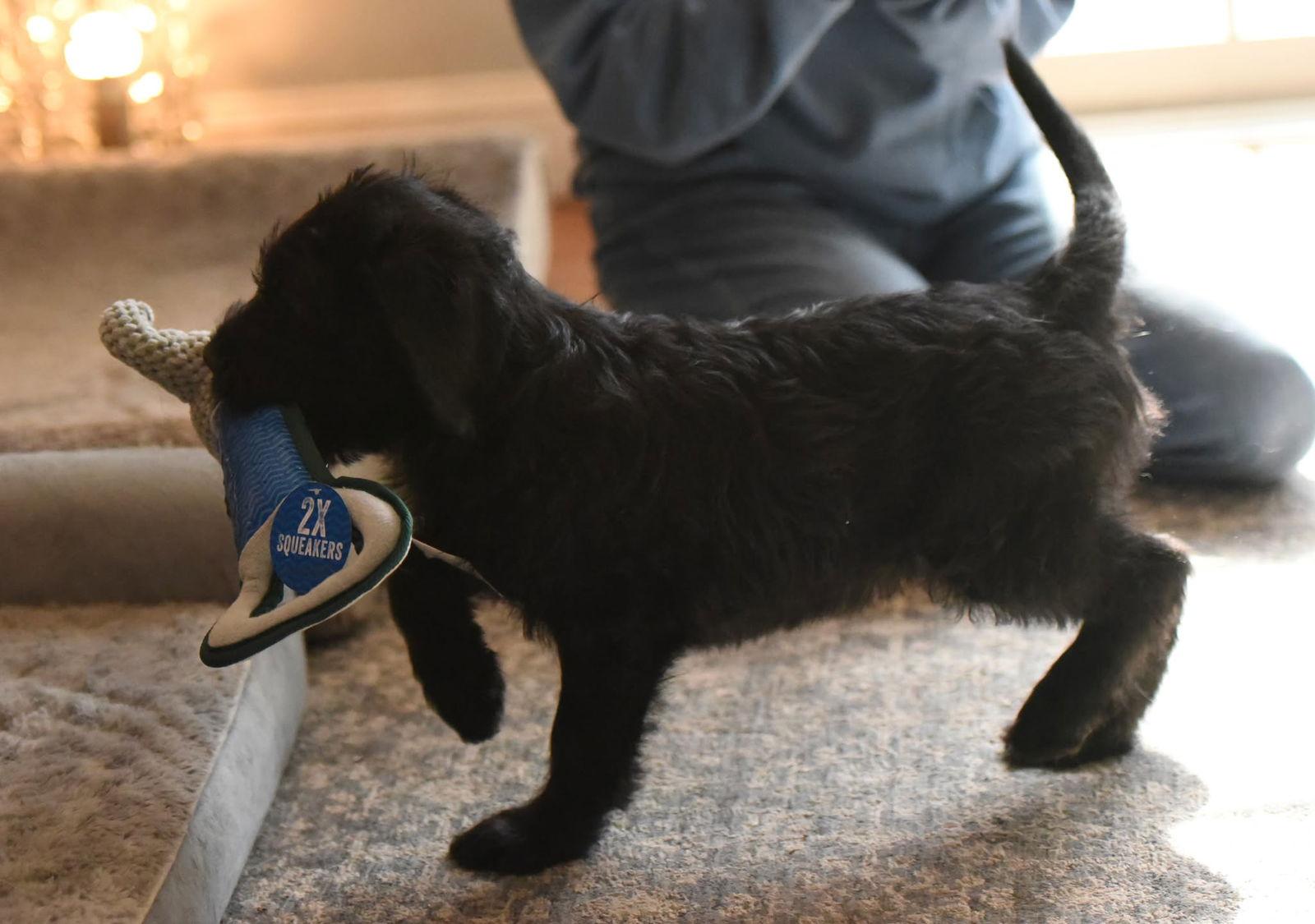 Enlarge Callan, a Adoptable mixed breed in Mechanicsburg, PA image 3/3