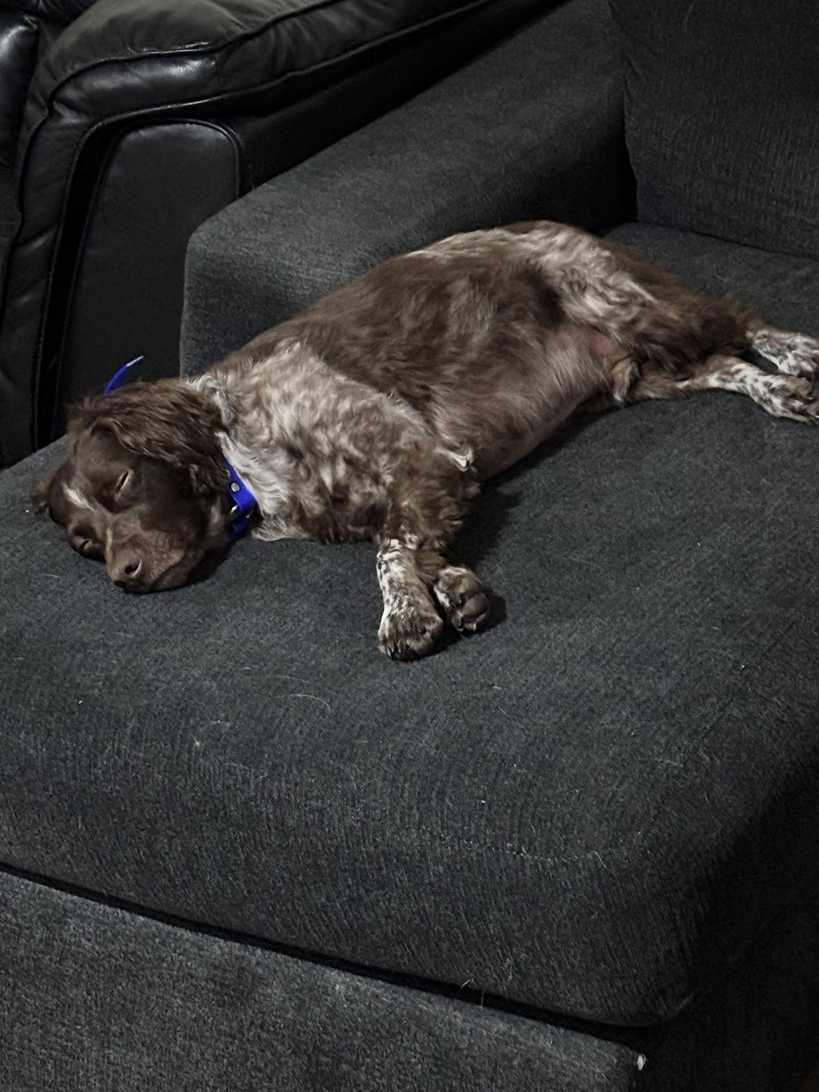 Enlarge CO/Archie, a Adoptable Brittany Spaniel in Denver, CO image 1/3