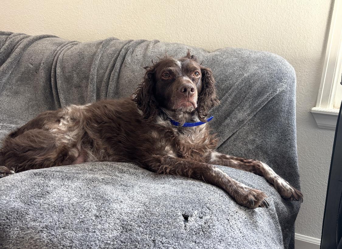 Enlarge CO/Archie, a Adoptable Brittany Spaniel in Denver, CO image 1/3