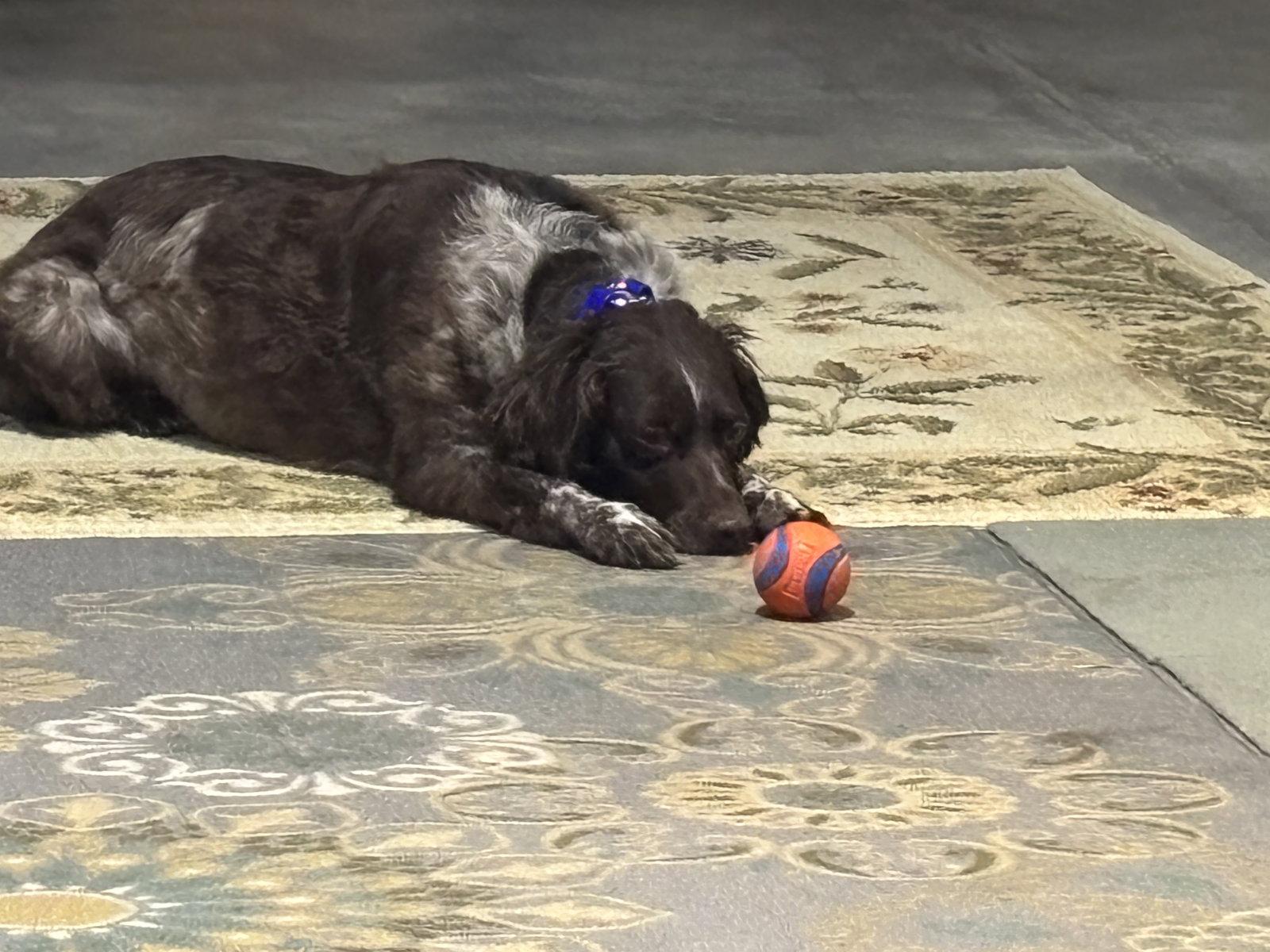 Enlarge CO/Archie, a Adoptable Brittany Spaniel in Denver, CO image 2/3