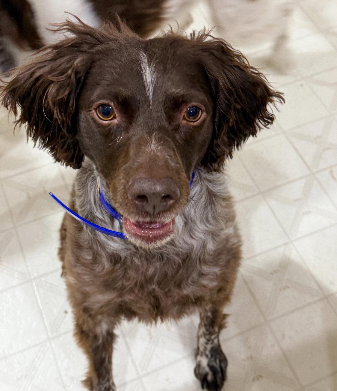 Enlarge CO/Archie, a Adoptable Brittany Spaniel in Denver, CO image 3/3