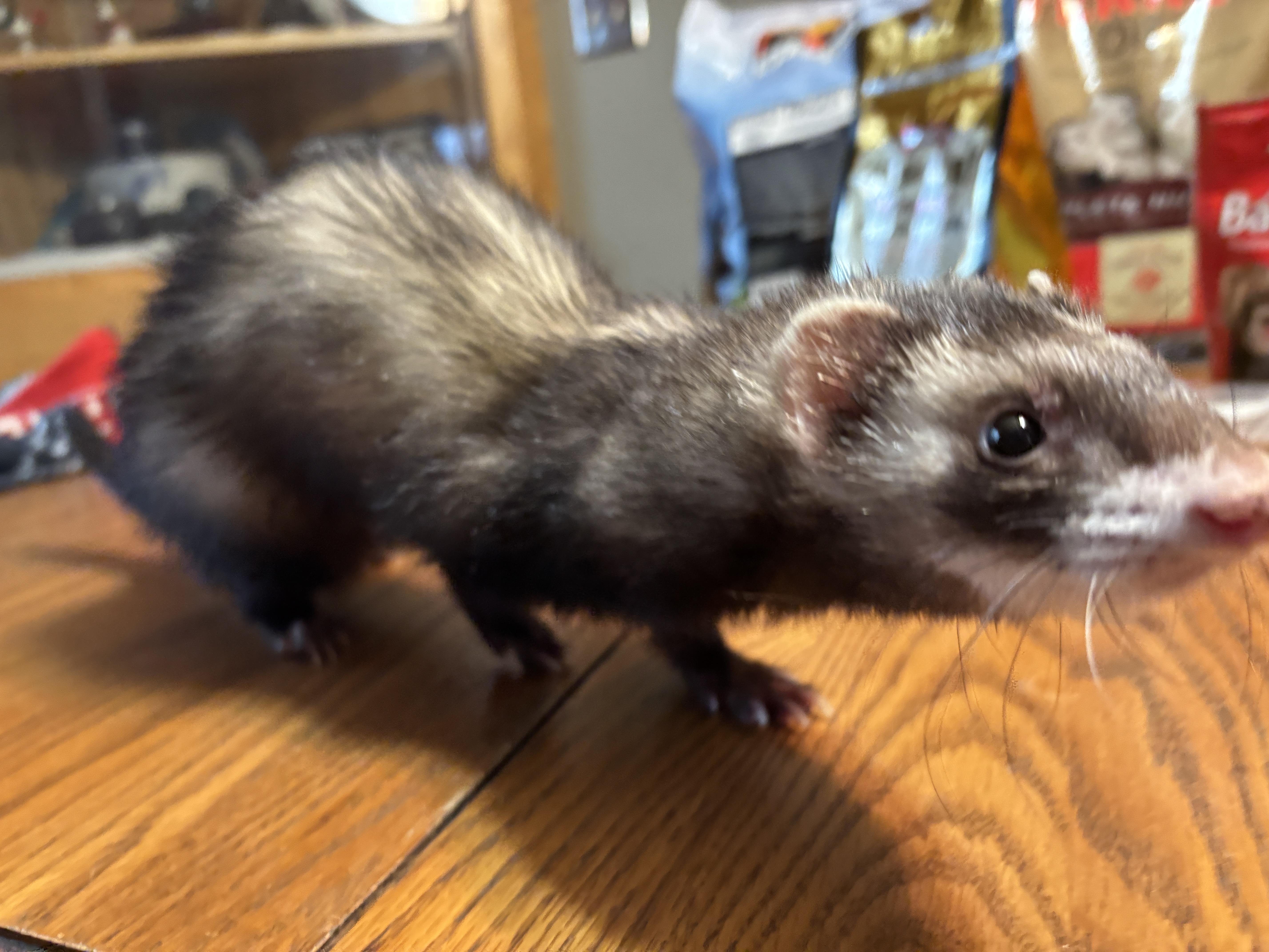 Enlarge Duck, an adoptable Ferret in Saint Paul, MN image 3/6