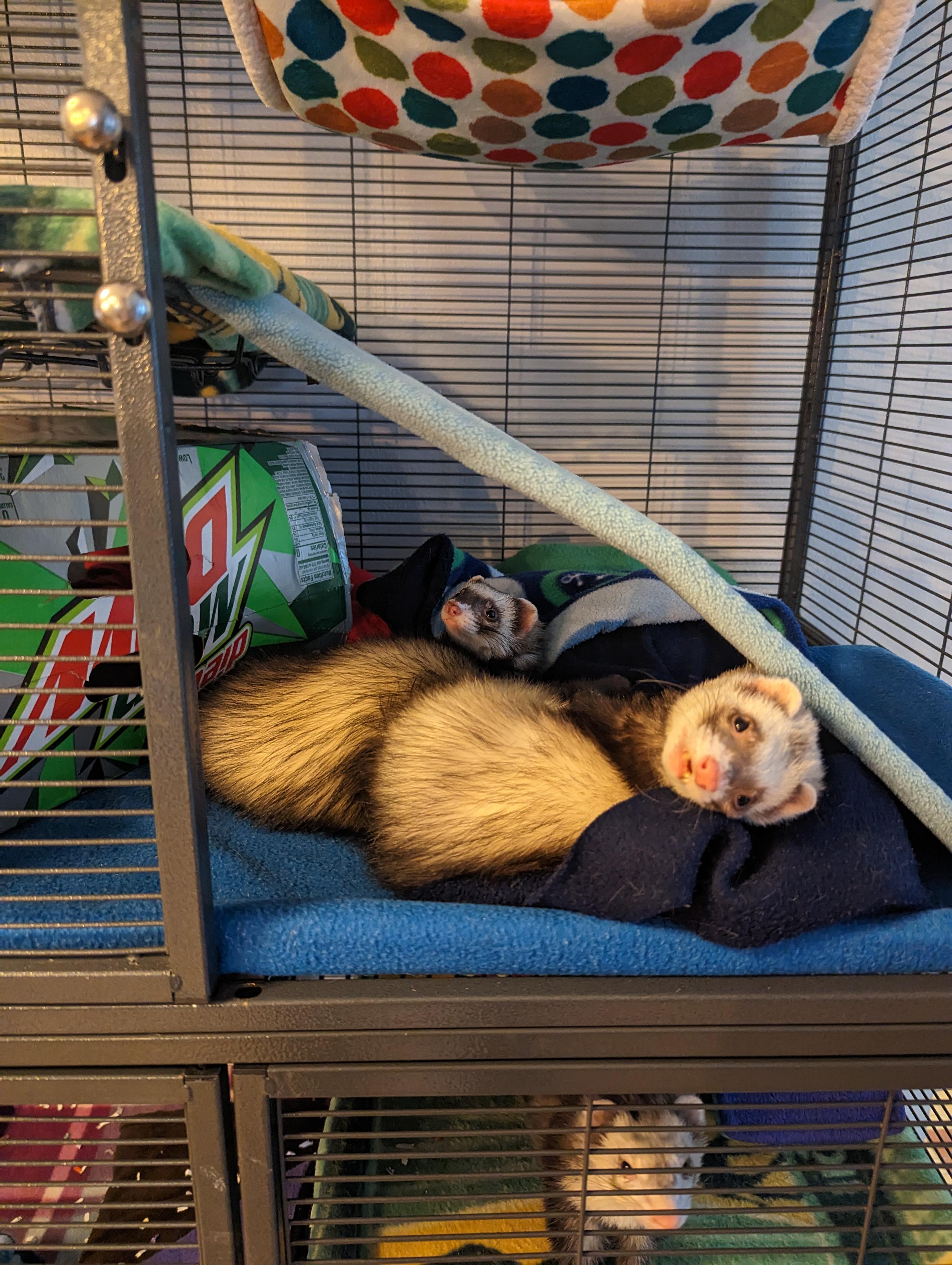 Enlarge Duck, a Adoptable Ferret in Saint Paul, MN image 3/6