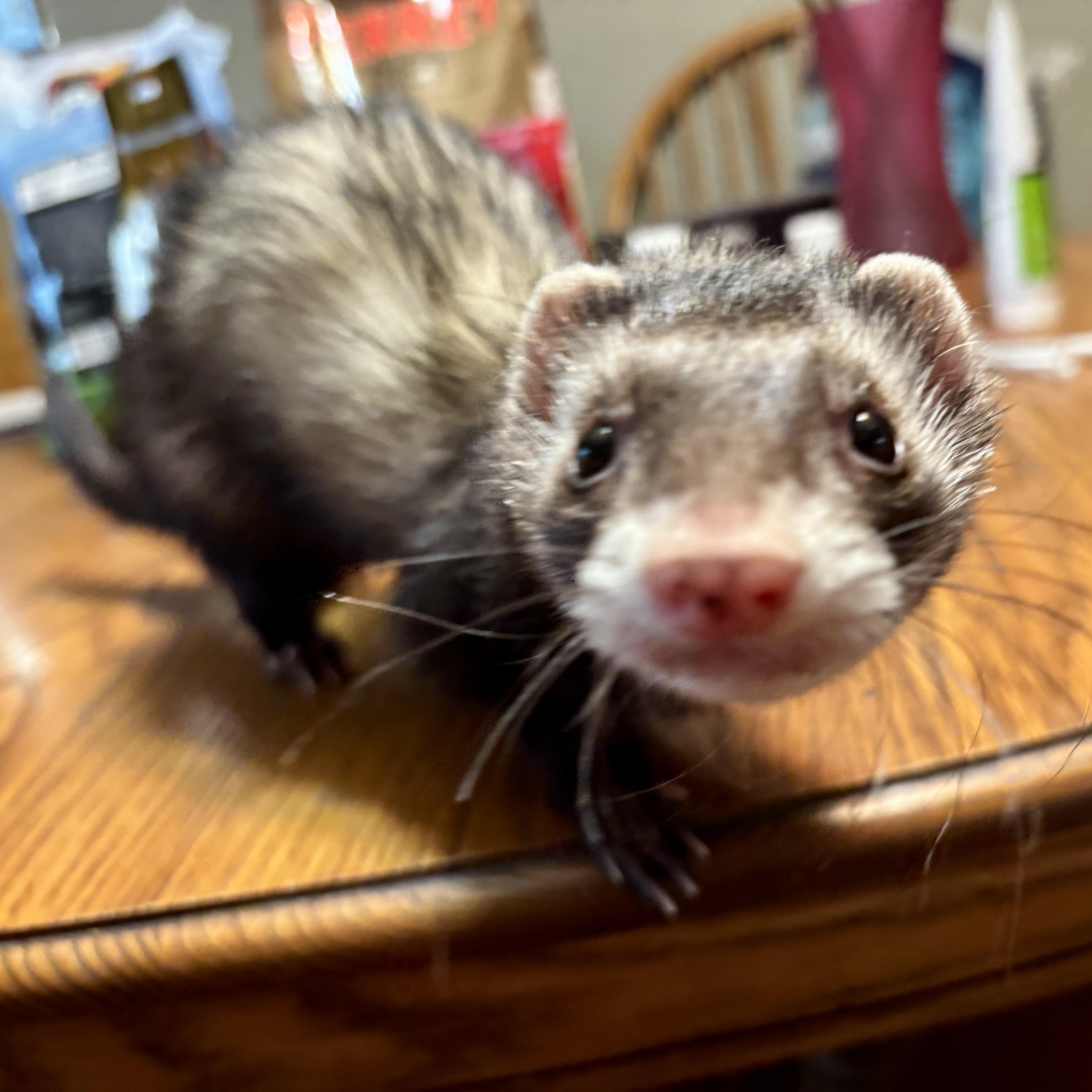 Enlarge Duck, an adoptable Ferret in Saint Paul, MN image 1/6