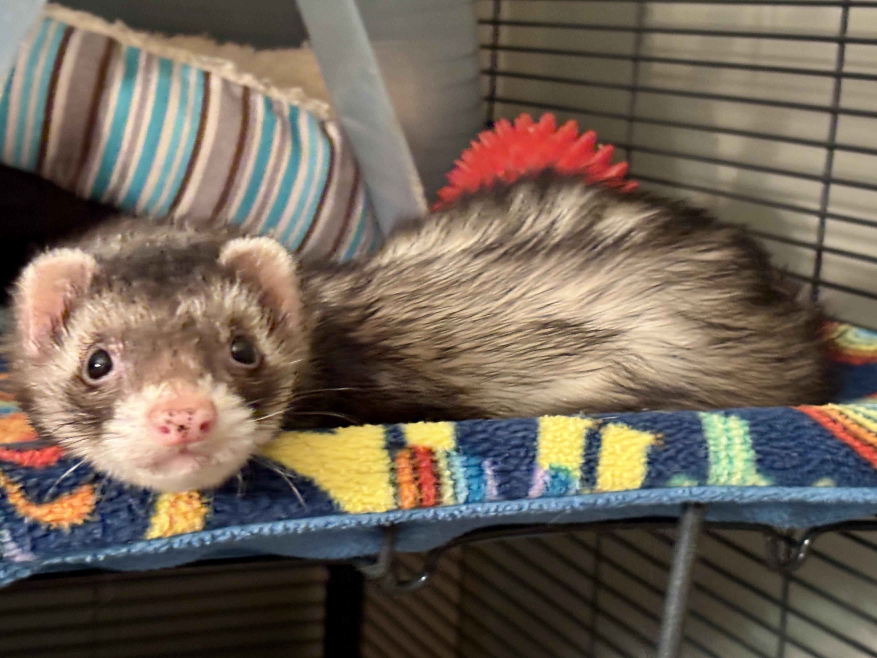 Duck, adoptable, Senior Male Ferret.
