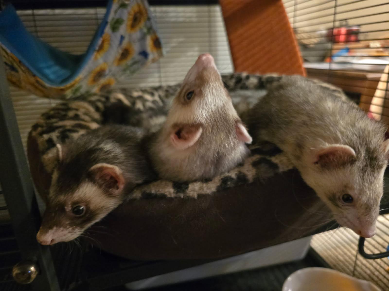 Enlarge Duck, a Adoptable Ferret in Saint Paul, MN image 6/6