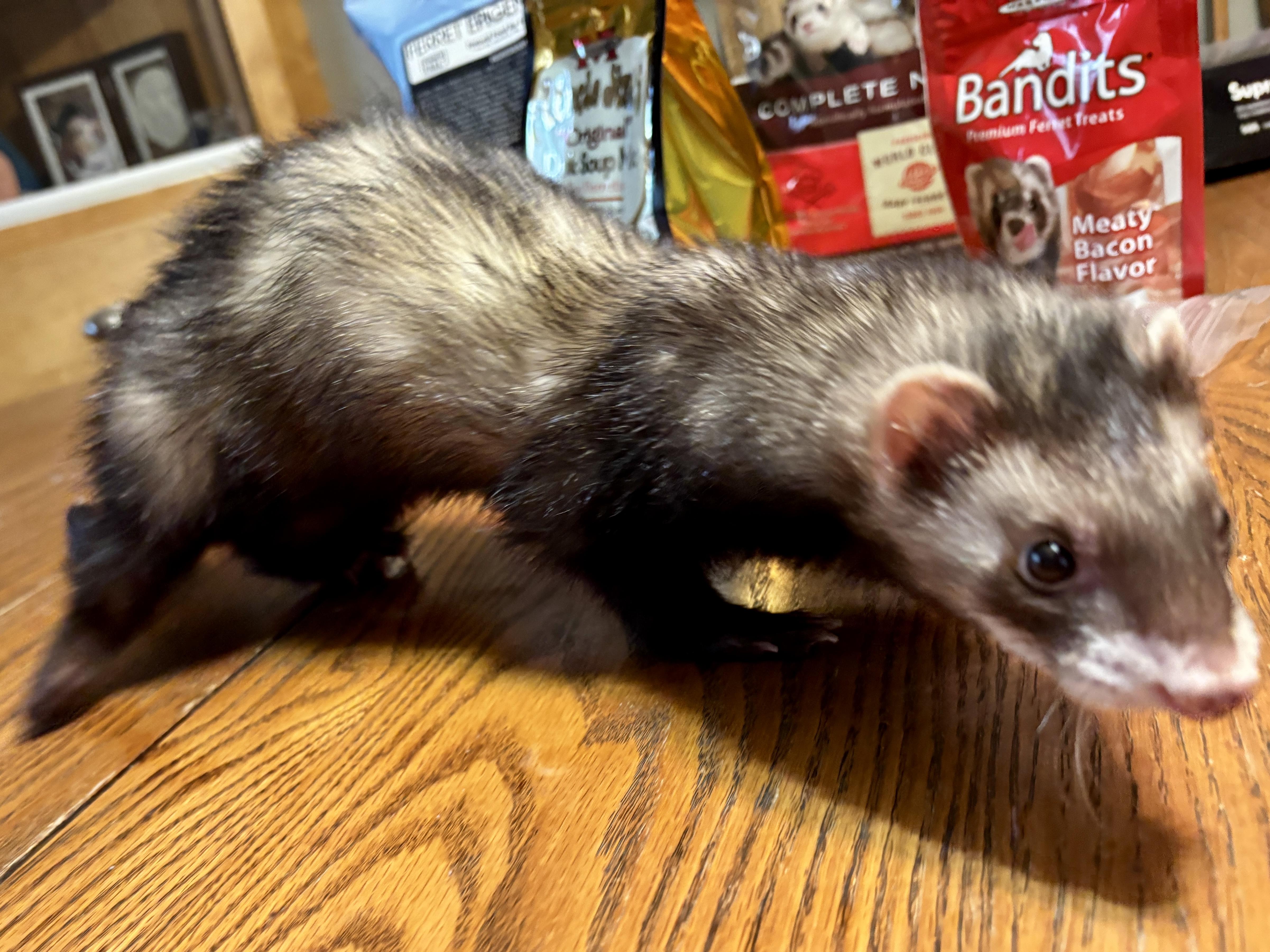 Enlarge Duck, an adoptable Ferret in Saint Paul, MN image 4/6