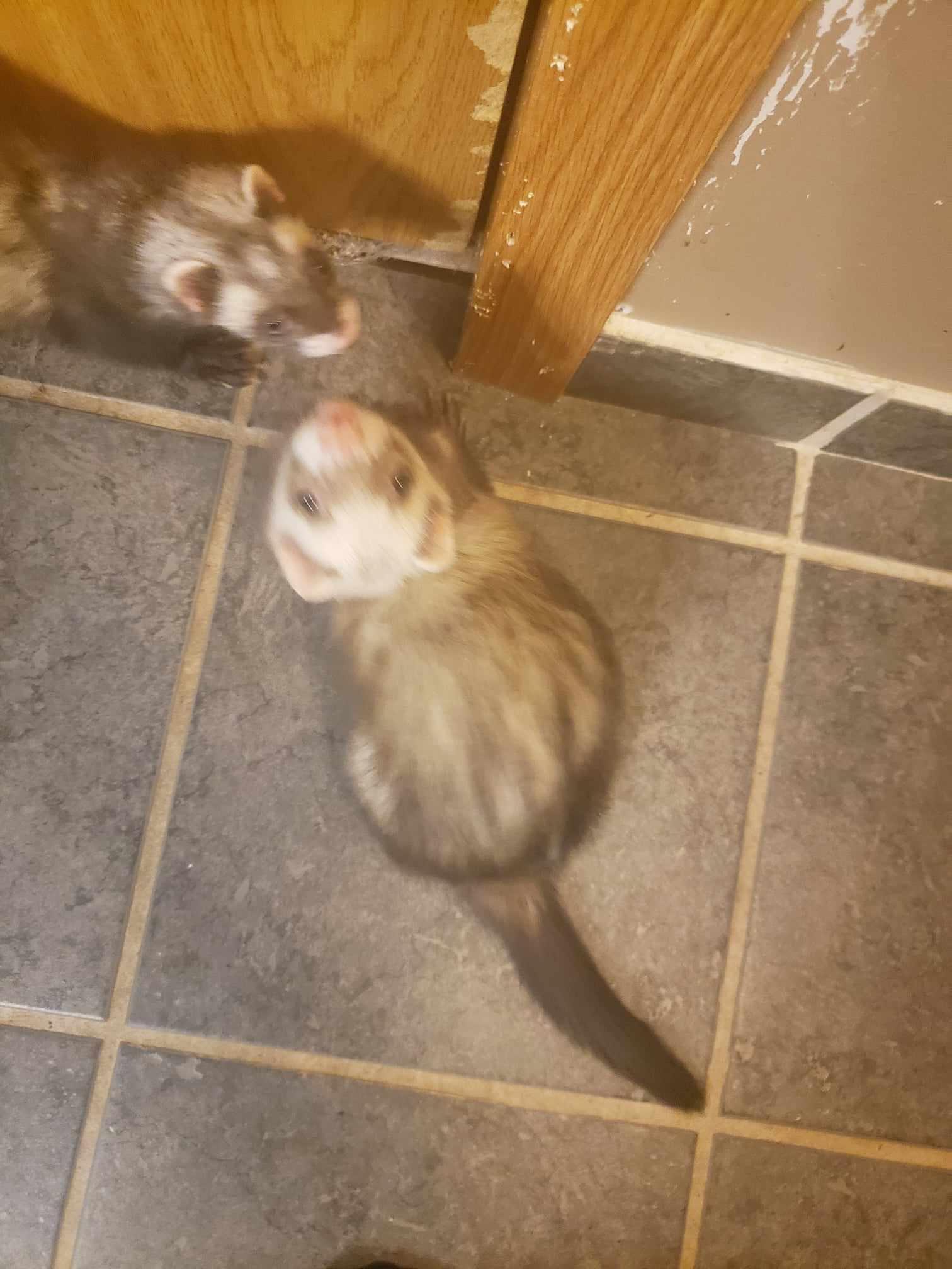 Enlarge Duck, a Adoptable Ferret in Saint Paul, MN image 5/6