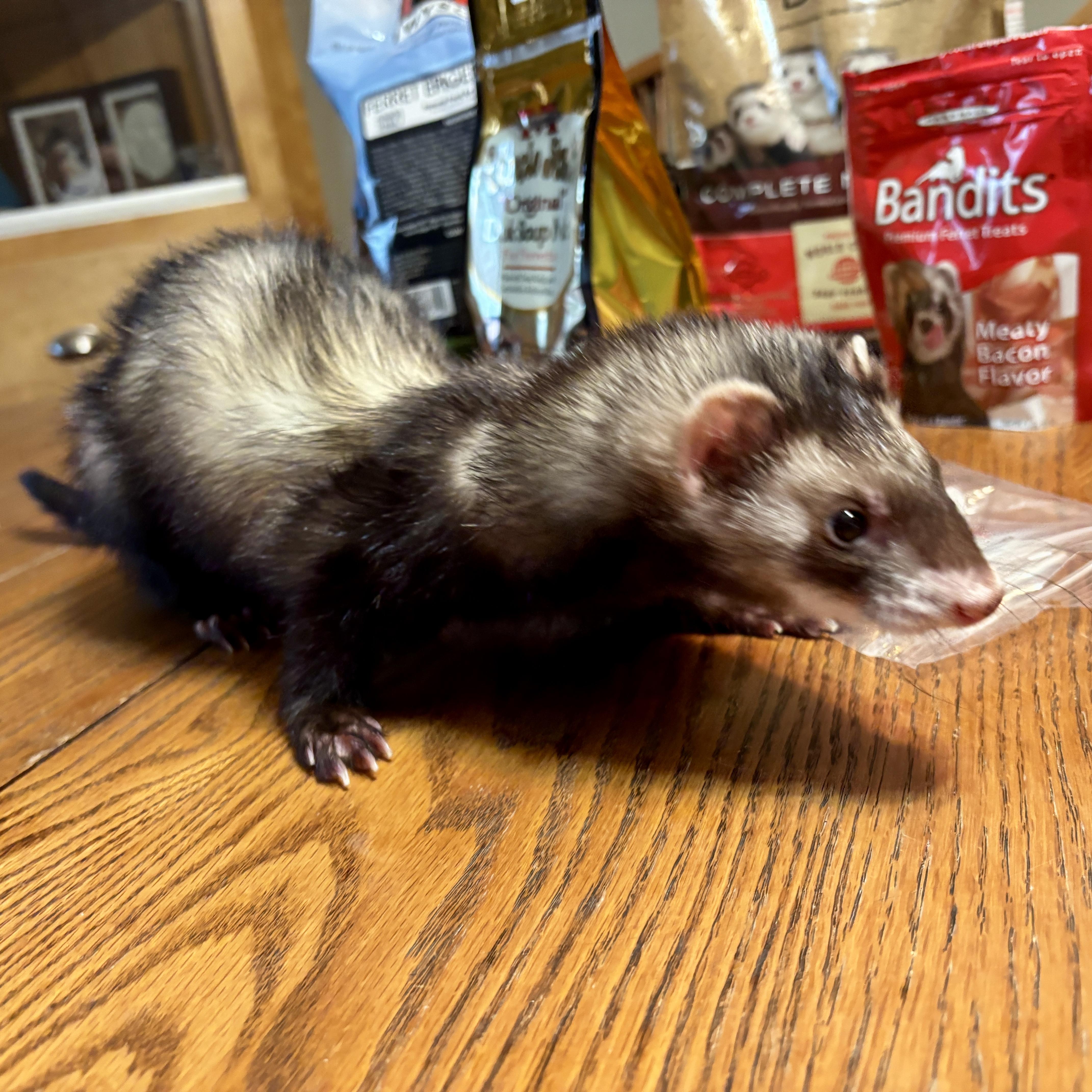 Enlarge Duck, an adoptable Ferret in Saint Paul, MN image 2/6
