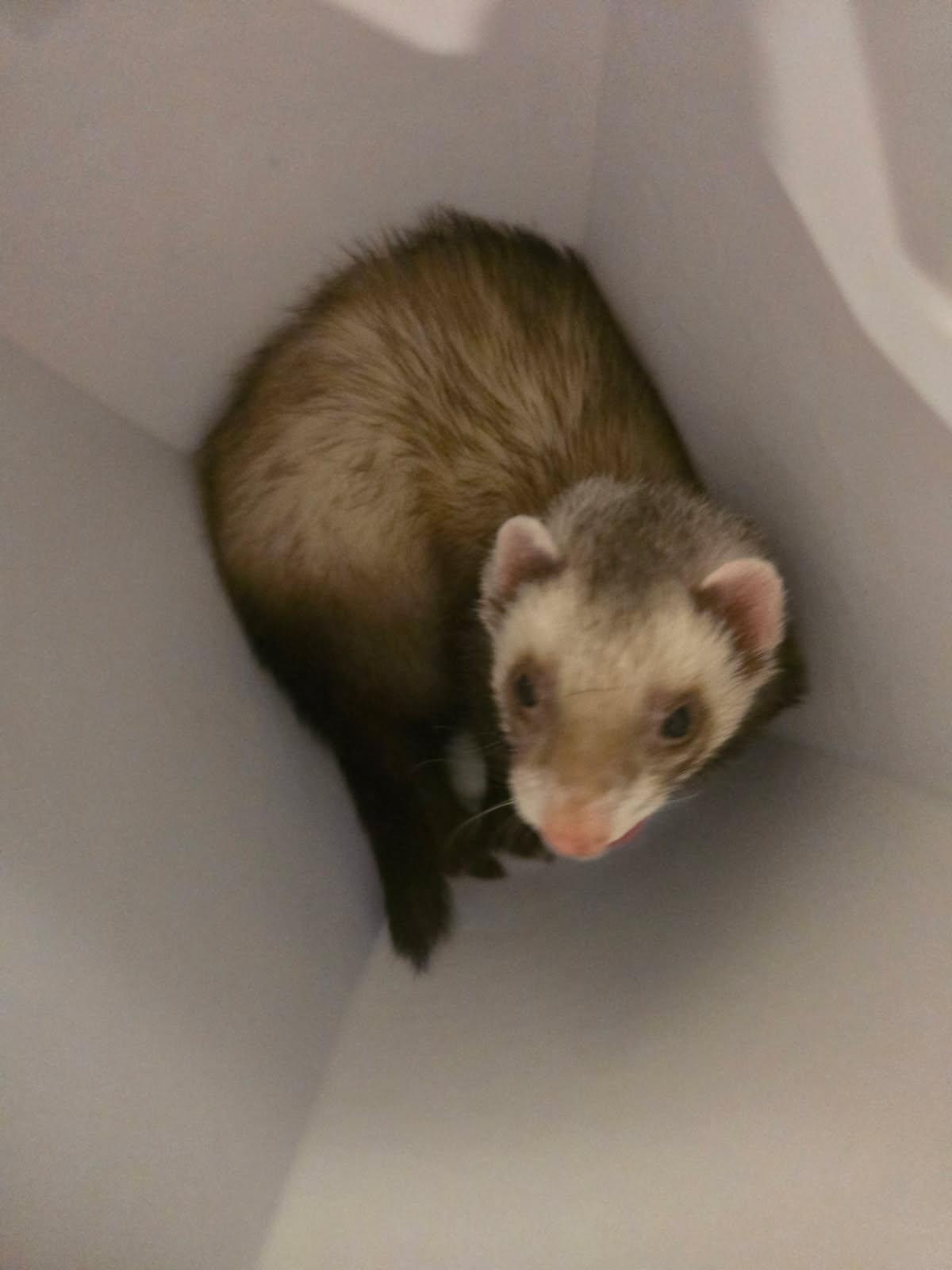 Duck, Adoptable, Adult Male Ferret.