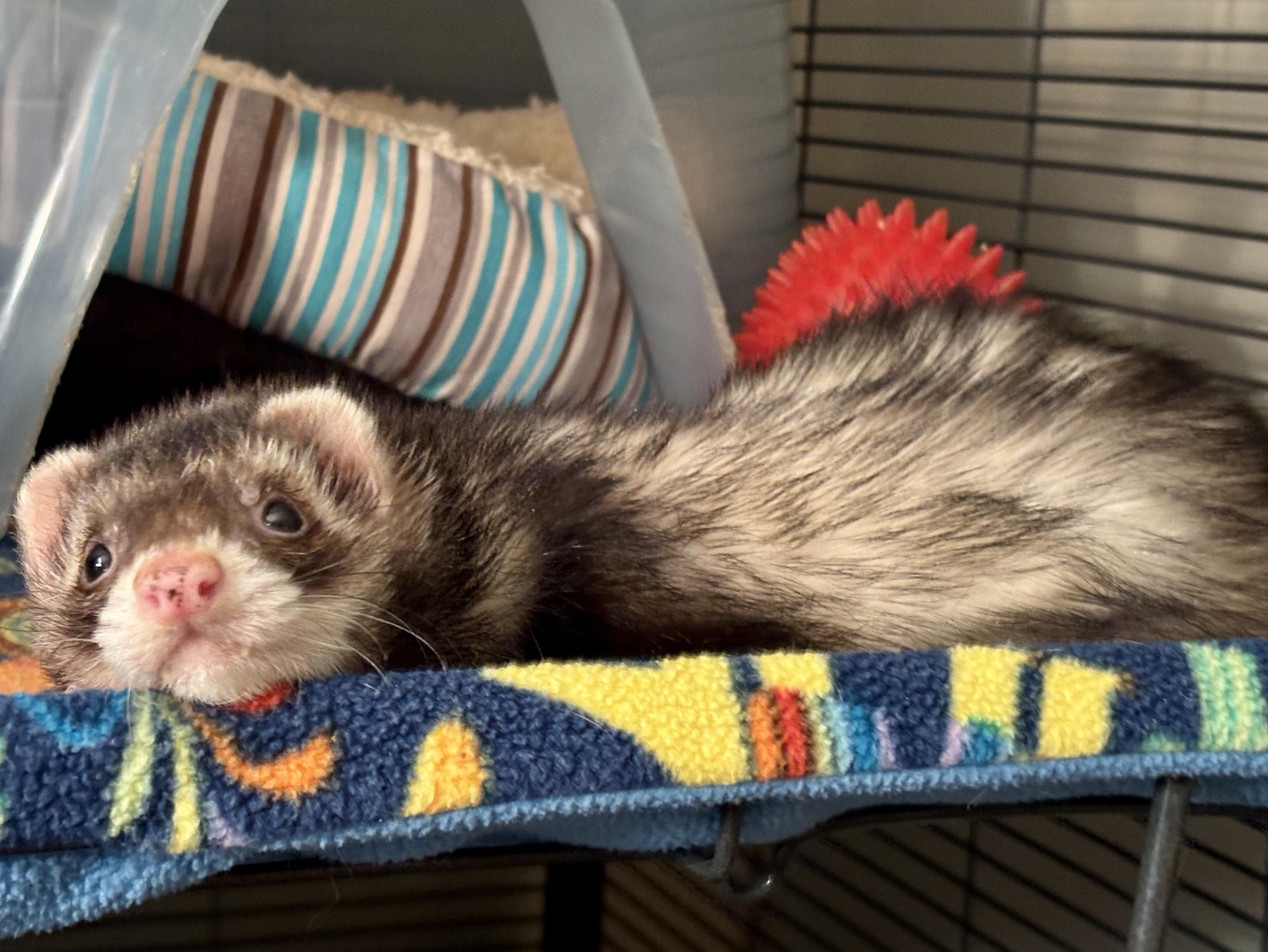 Duck, an adoptable Ferret in Saint Paul, MN image 2/6