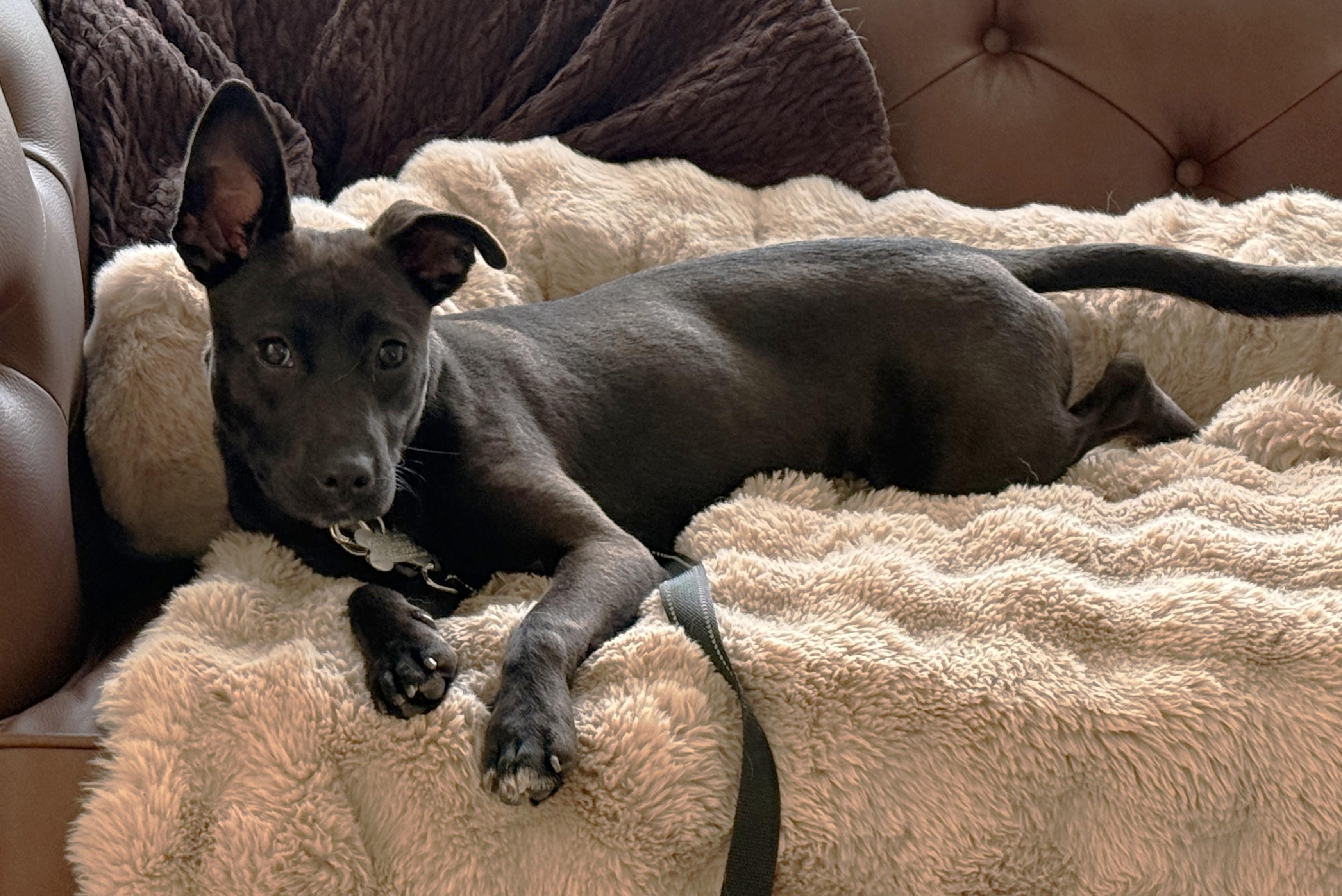 Enlarge Pepsi, an adopted mixed breed in Palatine, IL image 3/5