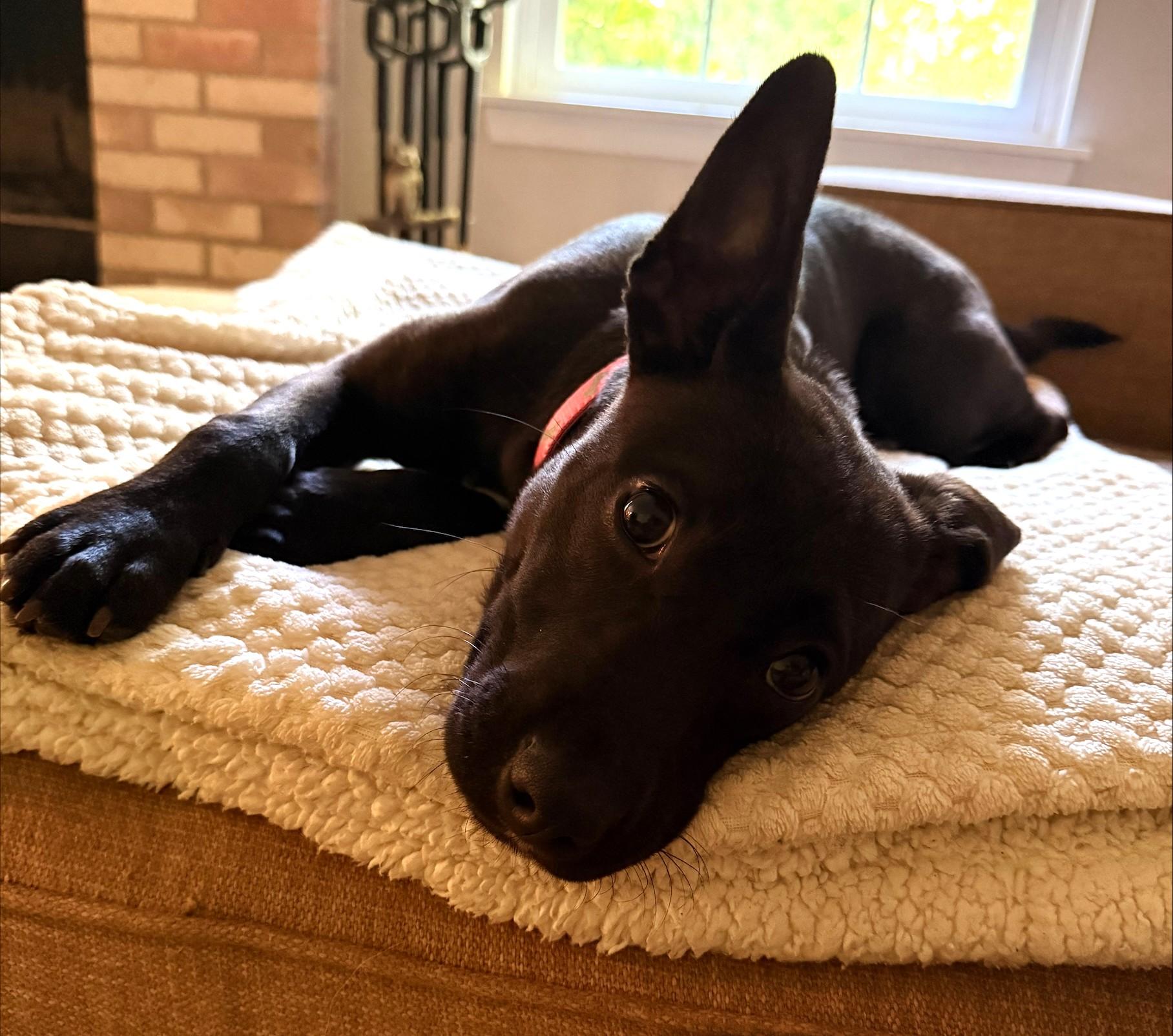 Enlarge Pepsi, an adopted mixed breed in Palatine, IL image 4/5
