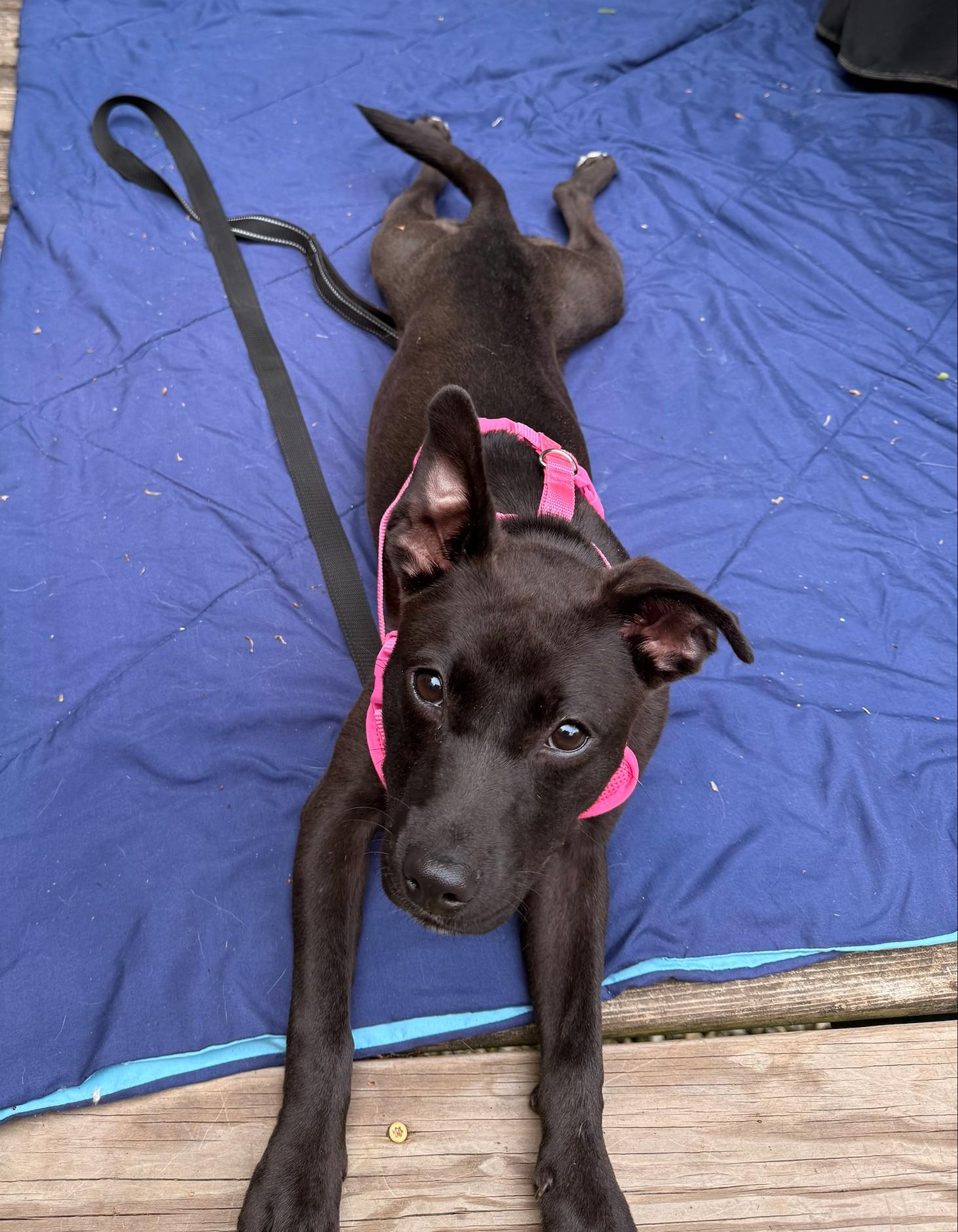Enlarge Pepsi, an adopted mixed breed in Palatine, IL image 5/5