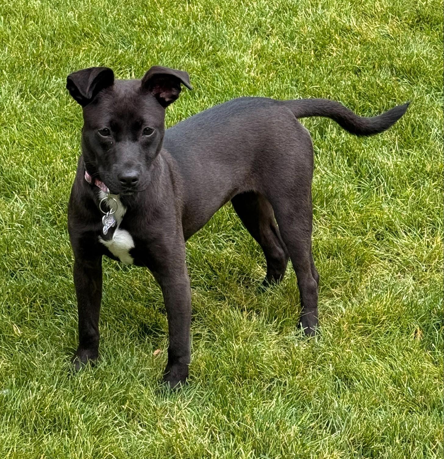 Enlarge Pepsi, an adopted mixed breed in Palatine, IL image 2/5
