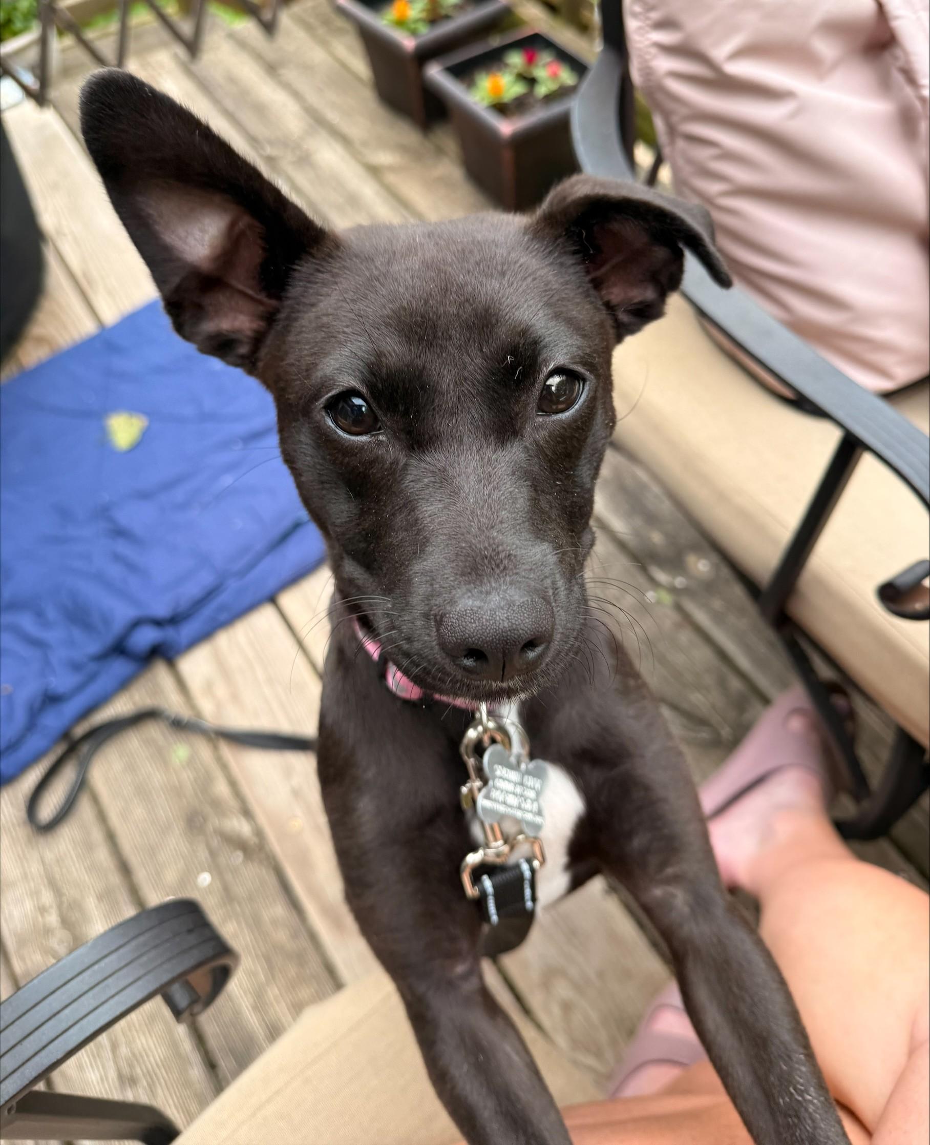 Pepsi, adopted, Puppy Female Terrier & Mixed Breed.