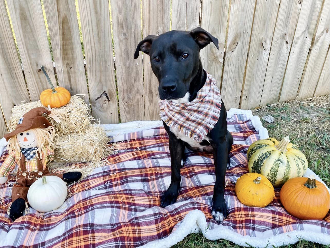 Shadow-Chaser MT11587-T, a Adoptable Labrador Retriever in Billings , MT image 3/6