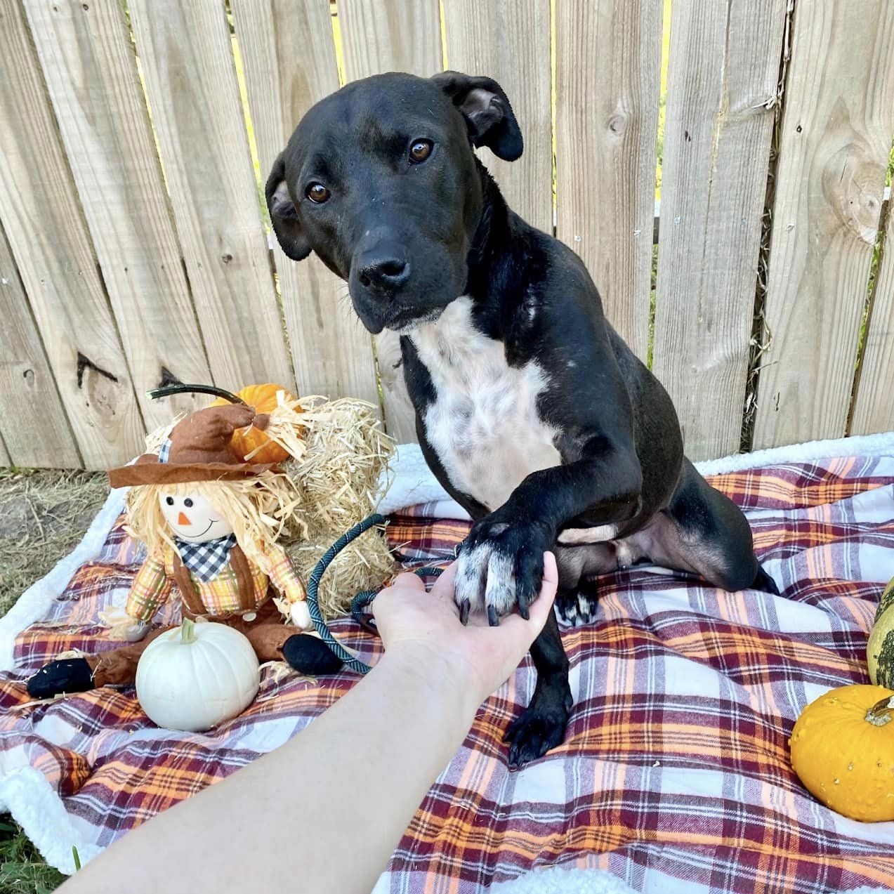Shadow-Chaser MT11587-T, a Adoptable Labrador Retriever in Billings , MT image 2/6
