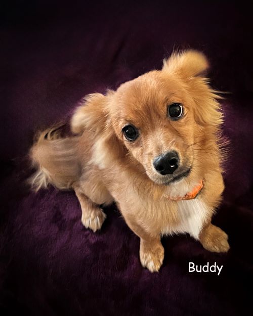 Buddy photo 3