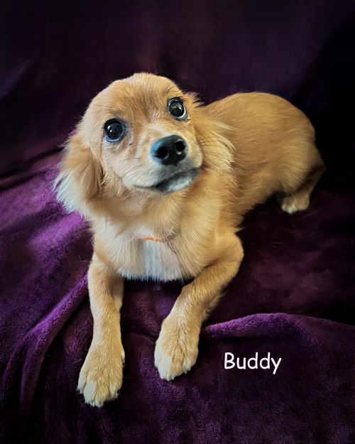 Buddy photo 2