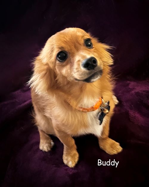 Buddy