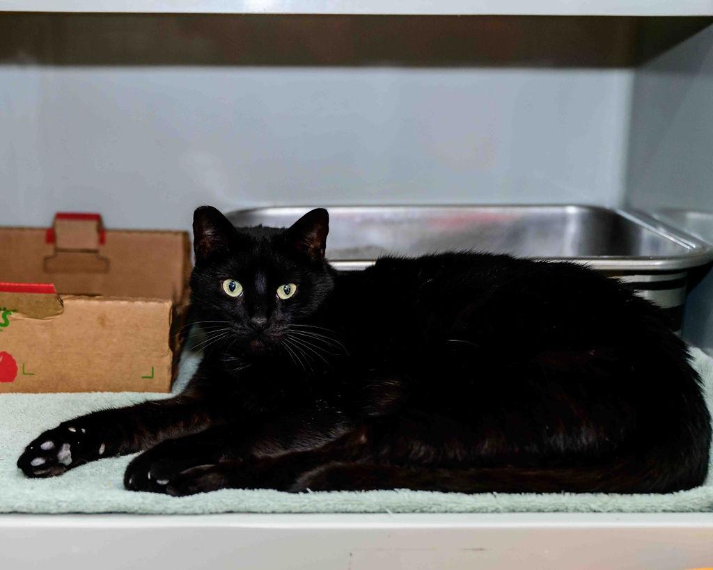 Enlarge Shadow, a ADOPTABLE Domestic Short Hair in Jefferson, LA image 3/6