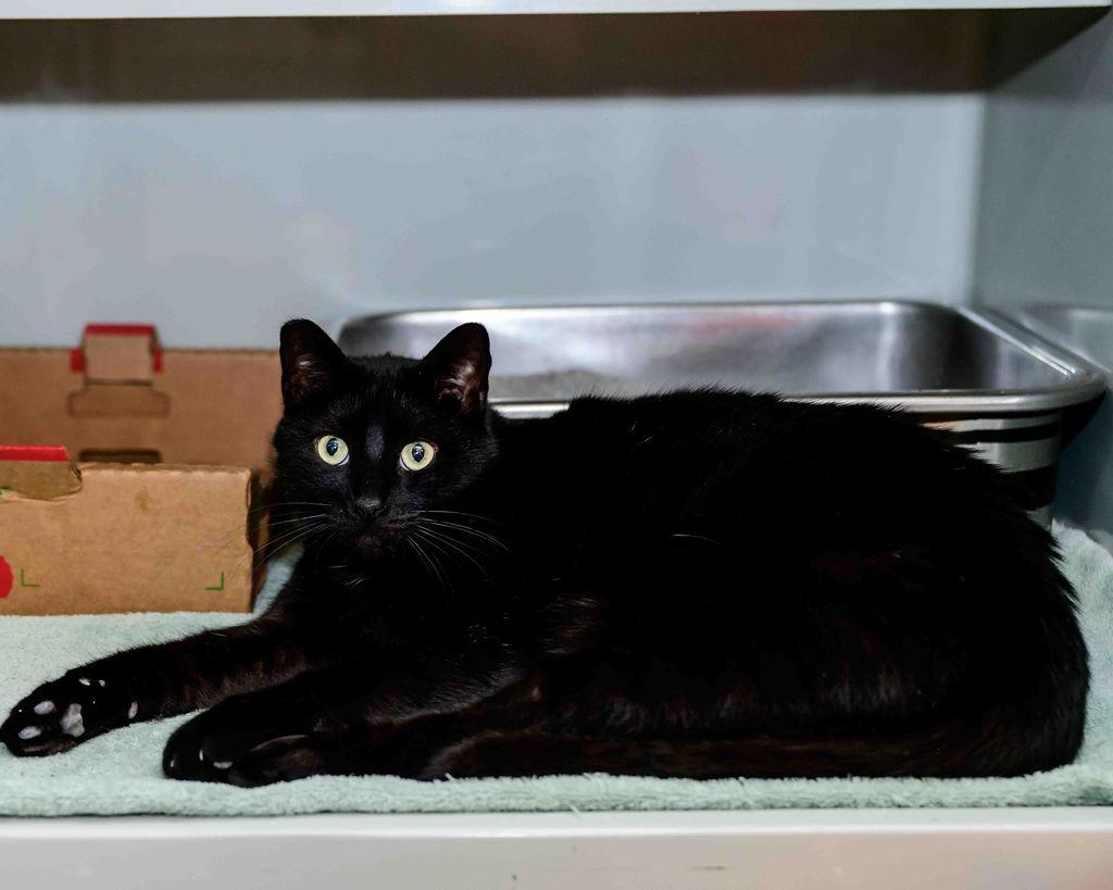 Enlarge Shadow, a ADOPTABLE Domestic Short Hair in Jefferson, LA image 1/6
