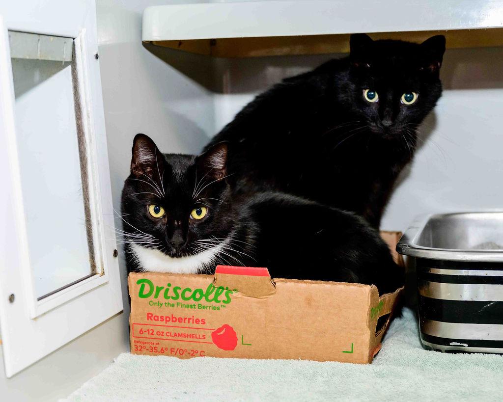 Enlarge Shadow, a ADOPTABLE Domestic Short Hair in Jefferson, LA image 6/6