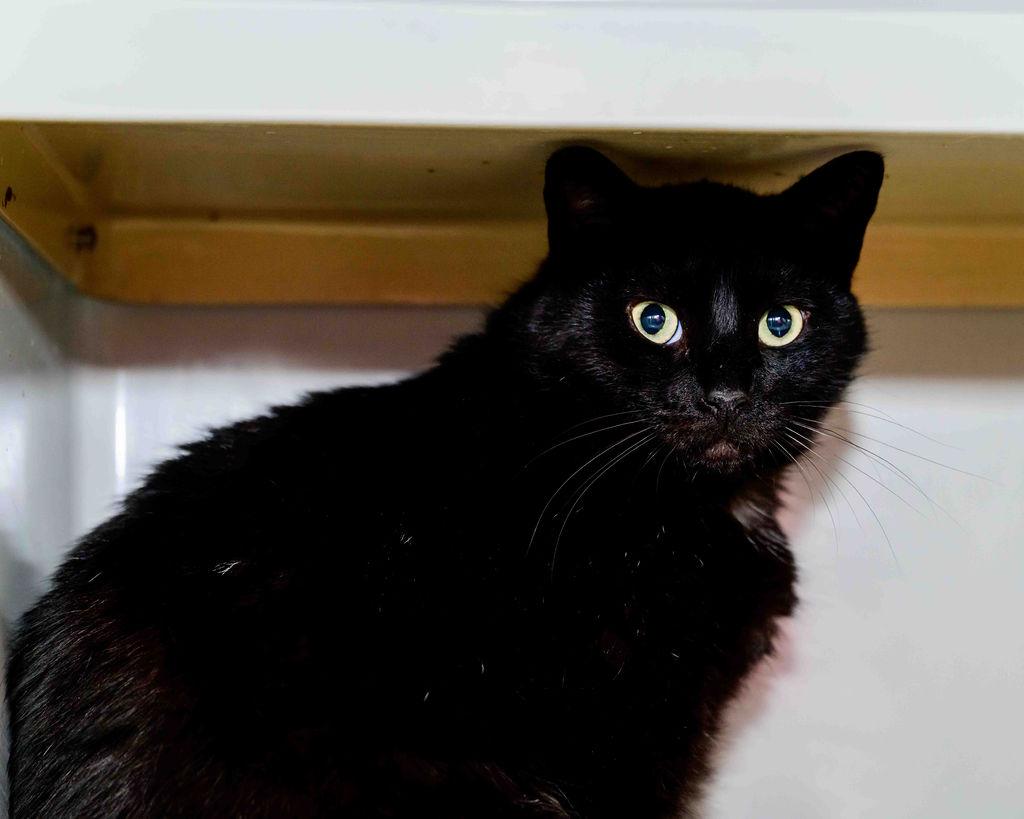 Enlarge Shadow, a ADOPTABLE Domestic Short Hair in Jefferson, LA image 2/6