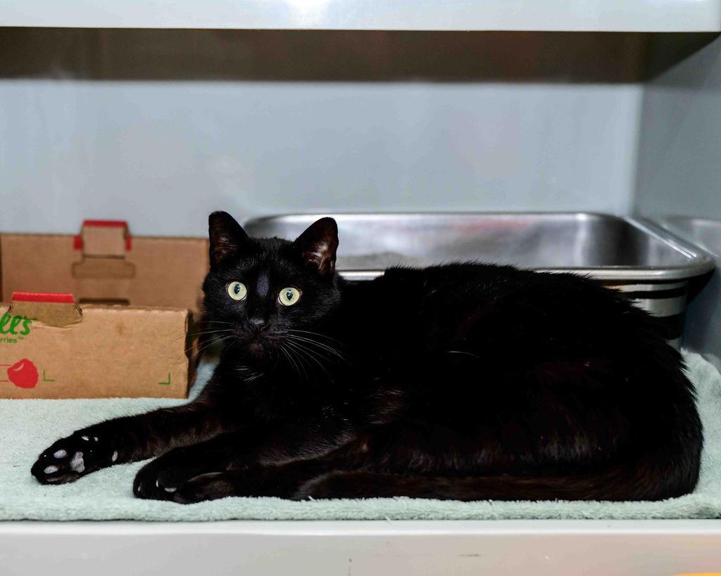 Enlarge Shadow, a ADOPTABLE Domestic Short Hair in Jefferson, LA image 4/6