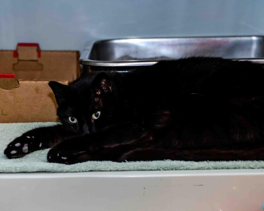Enlarge Shadow, a ADOPTABLE Domestic Short Hair in Jefferson, LA image 5/6