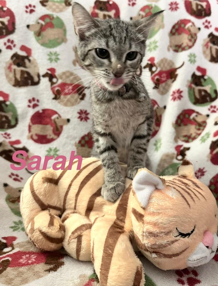 Enlarge Sarah, a Adoptable Tabby in Deltona, FL image 2/3